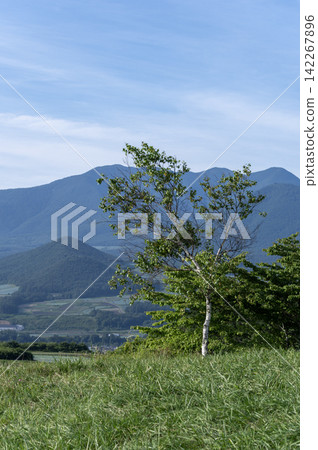 The magnificent view of summer birch trees and the Asama mountain range from Aisai no Oka (Wife's Hill). The magnificent view of summer birch trees and the Asama mountain range from Aisai no Oka (Wife's Hill). 142267896