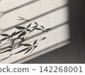 Plant leaf silhouettes by the window 142268001