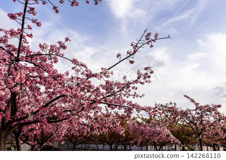A row of cherry trees in full bloom, their pink blossoms standing out against the blue sky, a beautiful spring landscape against a backdrop of blue skies. A row of cherry trees in full bloom, their pink blossoms standing out against the blue sky, a beautiful spring landscape against a backdrop of blue skies. 142268110