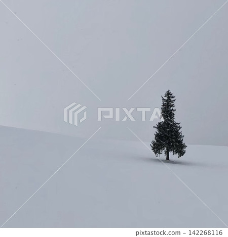 冬日景象:一棵樹孤零零地矗立在廣闊的雪原中。 冬日景象:一棵樹孤零零地矗立在廣闊的雪原中。 142268116