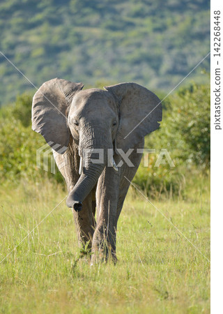 Wild elephants I saw in Kenya, Africa Wild elephants I saw in Kenya, Africa 142268448