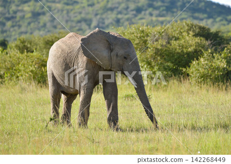 Wild elephants I saw in Kenya, Africa Wild elephants I saw in Kenya, Africa 142268449