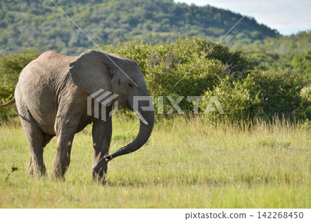 Wild elephants I saw in Kenya, Africa 142268450