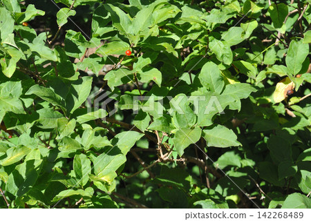 Lonicera caerulea 142268489