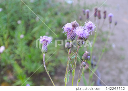 埃佐狐薊 埃佐狐薊 142268512