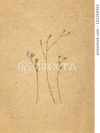 Vintage botanical composition with delicate pressed wildflowers and slender plant stems arranged on aged kraft paper. Rustic natural background, organic aesthetic, nostalgic countryside style. Vintage botanical composition with delicate pressed wildflowers and slender plant stems arranged on aged kraft paper. Rustic natural background, organic aesthetic, nostalgic countryside style. 142268563