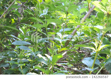 Deutzia gracilis Deutzia gracilis 142268587