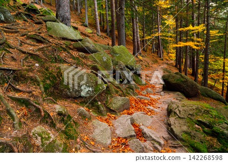 Trail. Autumn landscape with hiking trail in the mountain forest of the Karkonosze National Park in Poland, Europe Trail. Autumn landscape with hiking trail in the mountain forest of the Karkonosze National Park in Poland, Europe 142268598