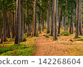 Trail. Autumn landscape with hiking trail in the mountain forest of the Karkonosze National Park in Poland, Europe 142268604