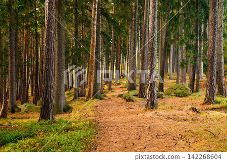 Trail. Autumn landscape with hiking trail in the mountain forest of the Karkonosze National Park in Poland, Europe Trail. Autumn landscape with hiking trail in the mountain forest of the Karkonosze National Park in Poland, Europe 142268604