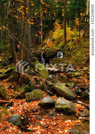 River. Autumn landscape with mountain river in the forest of the Karkonosze National Park in Poland, Europe River. Autumn landscape with mountain river in the forest of the Karkonosze National Park in Poland, Europe 142268608