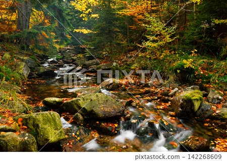 River. Autumn landscape with mountain river in the forest of the Karkonosze National Park in Poland, Europe River. Autumn landscape with mountain river in the forest of the Karkonosze National Park in Poland, Europe 142268609
