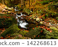 River. Autumn landscape with mountain river in the forest of the Karkonosze National Park in Poland, Europe 142268613