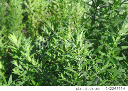 Symphyotrichum新星,Angliae Symphyotrichum新星,Angliae 142268634