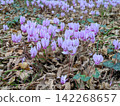 秋日舍農索：粉紅色的仙客來在落葉和斑駁的陽光下閃閃發光。 142268657