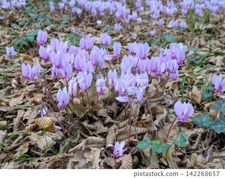 Autumn Chenonceau: Pink cyclamen shining against a carpet of fallen leaves and dappled sunlight. Autumn Chenonceau: Pink cyclamen shining against a carpet of fallen leaves and dappled sunlight. 142268657