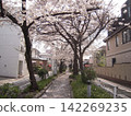 Cherry blossoms fluttering down the streets of Tokyo 142269235