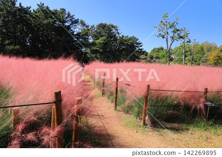 Muhlenbergia capillaris blooming at Nagai Botanical Garden (Higashisumiyoshi Ward, Osaka City) Muhlenbergia capillaris blooming at Nagai Botanical Garden (Higashisumiyoshi Ward, Osaka City) 142269895