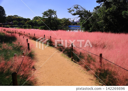 長井植物園(大阪市東隅吉區)的毛菊正在盛開 長井植物園(大阪市東隅吉區)的毛菊正在盛開 142269896