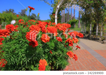 大阪市東隅吉區永井植物園的萬壽菊盛開 大阪市東隅吉區永井植物園的萬壽菊盛開 142269900