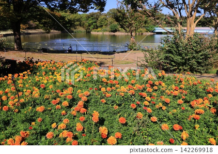 大阪市東隅吉區永井植物園的萬壽菊盛開 大阪市東隅吉區永井植物園的萬壽菊盛開 142269918