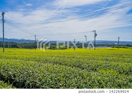 A landscape of tea plantations in Iwata City (Shizuoka Prefecture) A landscape of tea plantations in Iwata City (Shizuoka Prefecture) 142269924