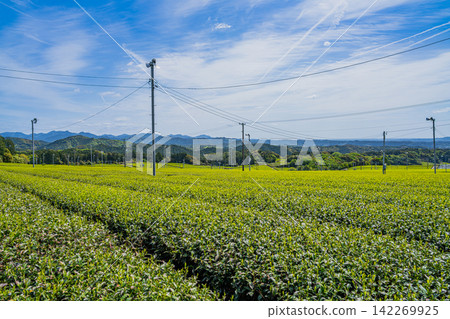 A landscape of tea plantations in Iwata City (Shizuoka Prefecture) A landscape of tea plantations in Iwata City (Shizuoka Prefecture) 142269925