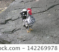 One chicken 142269978