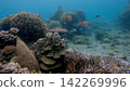 Stunning underwater scene of a reef populated by exotic corals and fish, showcasing rich marine biodiversity. Dauin, Philippines 142269996