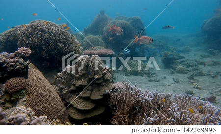 Stunning underwater scene of a reef populated by exotic corals and fish, showcasing rich marine biodiversity. Dauin, Philippines Stunning underwater scene of a reef populated by exotic corals and fish, showcasing rich marine biodiversity. Dauin, Philippines 142269996
