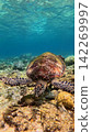 A green sea turtle (Chelonia mydas) eating algae among dense coral in a reef bustling with marine life.  Dauin, Philippines 142269997