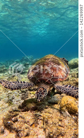A green sea turtle (Chelonia mydas) eating algae among dense coral in a reef bustling with marine life.  Dauin, Philippines 142269997