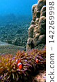 A colony of mushroom coral (Heliofungia actiniformis) inhabited by ocellaris clownfish (Amphiprion ocellaris) with the expansive reef in the background. Dauin, Philippines 142269998