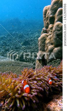 A colony of mushroom coral (Heliofungia actiniformis) inhabited by ocellaris clownfish (Amphiprion ocellaris) with the expansive reef in the background. Dauin, Philippines A colony of mushroom coral (Heliofungia actiniformis) inhabited by ocellaris clownfish (Amphiprion ocellaris) with the expansive reef in the background. Dauin, Philippines 142269998