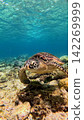 Close-up to a sleepy looking green sea turtle (Chelonia mydas) leisurely swimming among diverse coral colonies in a bustling coral reef in clear bright water. Dauin, Philippines 142269999