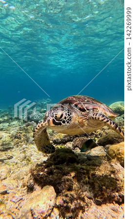 Close-up to a sleepy looking green sea turtle (Chelonia mydas) leisurely swimming among diverse coral colonies in a bustling coral reef in clear bright water. Dauin, Philippines Close-up to a sleepy looking green sea turtle (Chelonia mydas) leisurely swimming among diverse coral colonies in a bustling coral reef in clear bright water. Dauin, Philippines 142269999