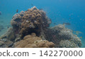 Dreamy scene of thousands of fish hatchlings around a coral mound during the spawning and breeding season, showcasing a vibrant marine ecosystem. Dauin, Philippines 142270000