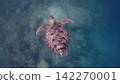 Overhead view of a green sea turtle (Chelonia mydas) swimming over a coral reef in hazy blue water creating a dreamy magical underwater scene. Dauin, Philippines 142270001