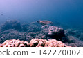 Graceful green sea turtle (Chelonia mydas) gliding over coral reef in hazy plankton rich water, creating a mystical dreamy underwater scene. Dauin, Philippines 142270002