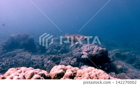 Graceful green sea turtle (Chelonia mydas) gliding over coral reef in hazy plankton rich water, creating a mystical dreamy underwater scene. Dauin, Philippines 142270002