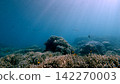 Serene underwater scene with light rays illuminating coral reefs and marine life creating a magical view. Dauin, Philippines 142270003