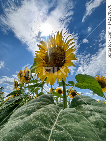 Sunflowers against a bright blue summer sky Sunflowers against a bright blue summer sky 142270070