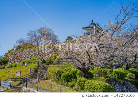 Hamamatsu Castle and cherry blossoms in Hamamatsu City (Shizuoka Prefecture) Hamamatsu Castle and cherry blossoms in Hamamatsu City (Shizuoka Prefecture) 142270106