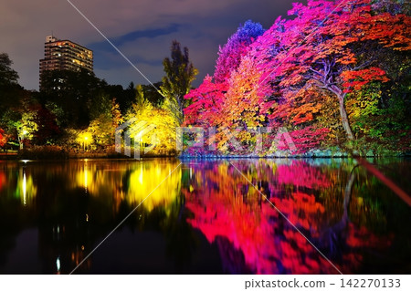 札幌市中島公園銀杏樹成蔭的大道,夜幕降臨,燈光璀璨。 札幌市中島公園銀杏樹成蔭的大道,夜幕降臨,燈光璀璨。 142270133