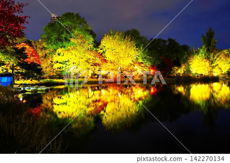 札幌市中島公園銀杏樹成蔭的大道,夜幕降臨,燈光璀璨。 札幌市中島公園銀杏樹成蔭的大道,夜幕降臨,燈光璀璨。 142270134