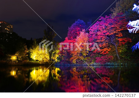 札幌市中島公園銀杏樹成蔭的大道,夜幕降臨,燈光璀璨。 札幌市中島公園銀杏樹成蔭的大道,夜幕降臨,燈光璀璨。 142270137