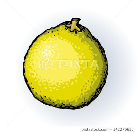 Pomelo. Vector drawing icon sign Pomelo. Vector drawing icon sign 142270633