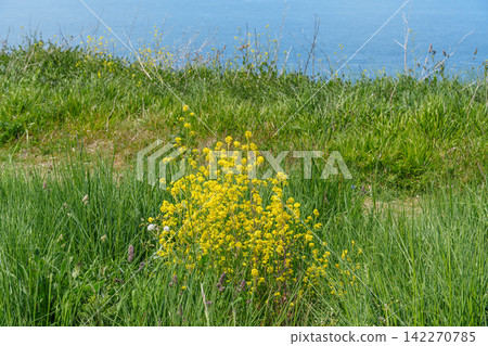 the jurassic coast in england 142270785