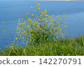 the jurassic coast in england 142270791