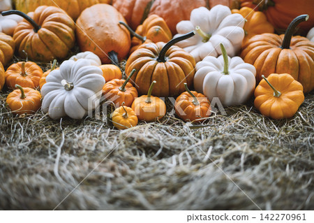 Different types and colors of pumpkins close up Different types and colors of pumpkins close up 142270961
